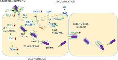 Modification of phosphoinositides by the Shigella effector IpgD during host cell infection